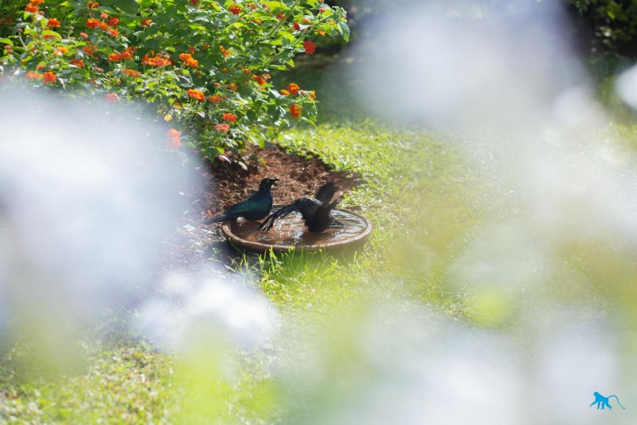 Bluemonkey Guesthouse เอนเทบเบ้ ภายนอก รูปภาพ
